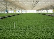 Almería exporta productos agroalimentarios a más de 40 países, pero el 96% se comercializa en la Unión Europea