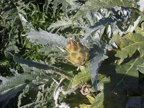 Las  heladas dejan más de 100 hectáreas de cultivo afectadas en la provincia de Almería