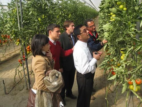 Andalucía muestra el éxito del control integrado de la Tuta para incrementar las exportaciones de tomate a Estados Unidos