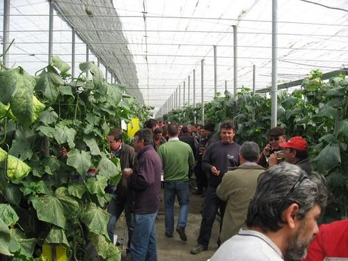 Nunhems muestra por segundo año Rijana F1, su variedad de pepino largo durante unas jornadas de campo con agricultores