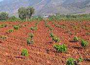 ASAJA solicita la declaración de 'Zona catastrófica' para toda Andalucía