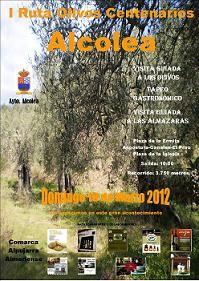 El Ayuntamiento de Alcolea organizó ayer una visita guiada a los olivos centenarios y las almazaras