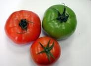El sector analiza los últimos avances en control integrado de Tuta absoluta en tomate