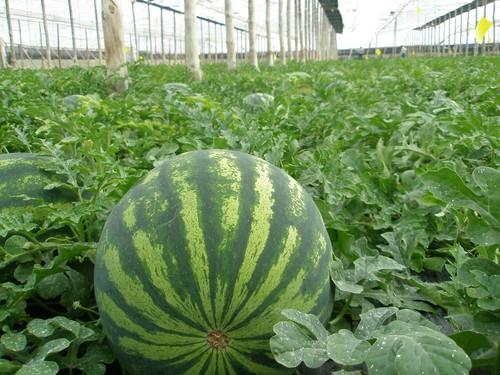 El Amblyseius swirskii en melón y sandía es la combinación perfecta para Koppert