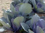 Col, apio, alcachofa, ajo, rábano, achicoria... Almería produce 36,6 millones de kilos de ‘las otras’ verduras