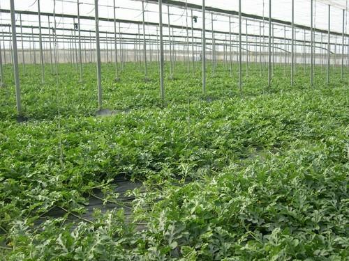 Agricultura pone en marcha el plan de control para evitar que se corte sandía y melón sin maduración suficiente