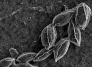 Investigadores almerienses desarrollan un método de modificación de una microalga autóctona para producir biodiésel