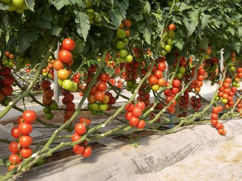 Rijk Zwaan presentará su nuevo Catálogo de Tomates 2012-2013 en Expolevante Níjar