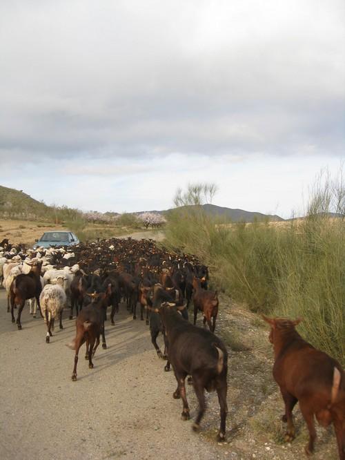 6.000 agricultores y ganaderos de Almería han solicitado hasta el momento ayudas directas y agroambientales