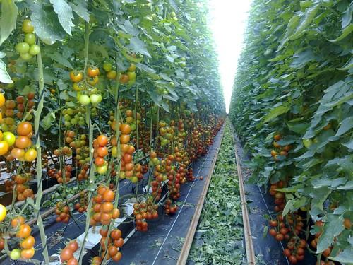 ASAJA informa de la concesión de la rebaja fiscal para el sector hortícola