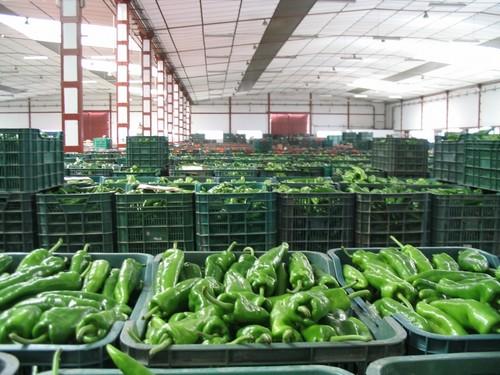 ECOHAL decide el próximo lunes su integración en HORTYFRUTA