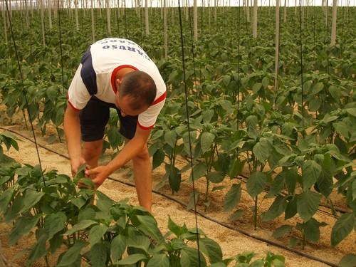 Juventudes Agrarias de COAG reclama a la UE que un 2% de las ayudas PAC se destinen a la incorporación de jóvenes al campo