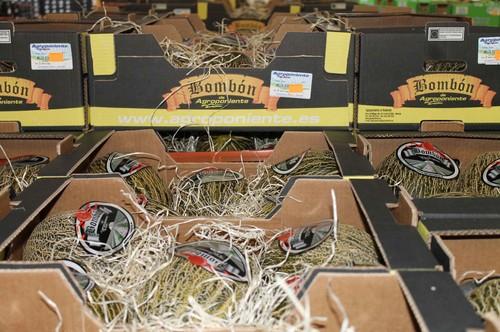 Agroponiente lanza su campaña de primavera en melón y sandía, que este año conllevará promoción directa y on line del ‘Bombón de Agroponiente’