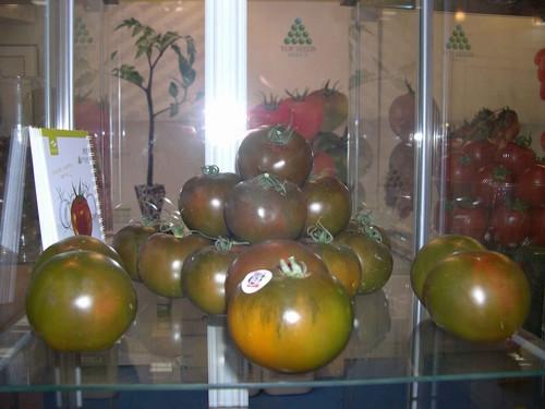Tomachoc de Top Seeds Ibérica, tomates ricos en licopeno y más dulces