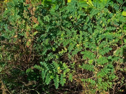 Agricultores y ganaderos de Almería piden el uso como pastos de cultivos 'deficientes' a causa de la sequía
