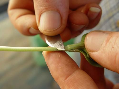 Las empresas obtentoras de semillas dedican un porcentaje importante de su presupuesto de I+D a la producción de portainjertos
