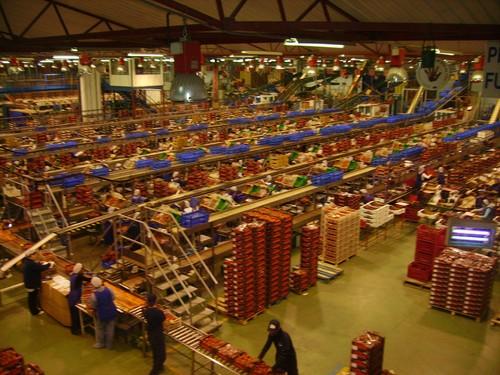 COEXPHAL y ASPRODESA logran la inserción laboral de más de 40 personas con discapacidad intelectual en el sector hortofrutícola