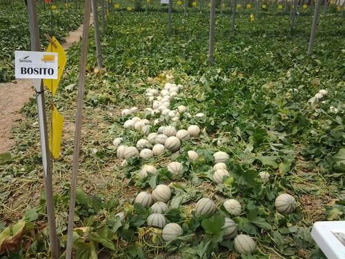 Seminis presenta sus melones Charentais a los agricultores en El Ejido