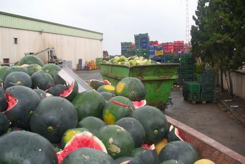 Los exportadores creen que las pérdidas por la 'E. coli' podrían rondar los 500 millones de euros