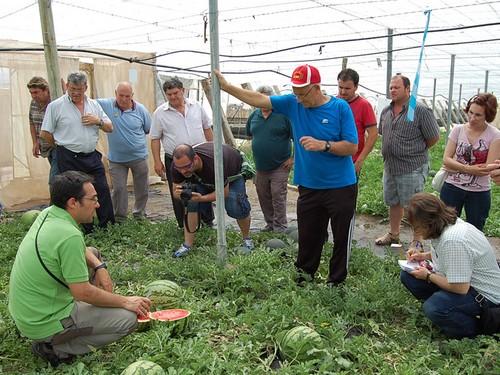 Nunhems presenta su nueva sandía Bengala F1*, una variedad innovadora para productores y comercializadoras
