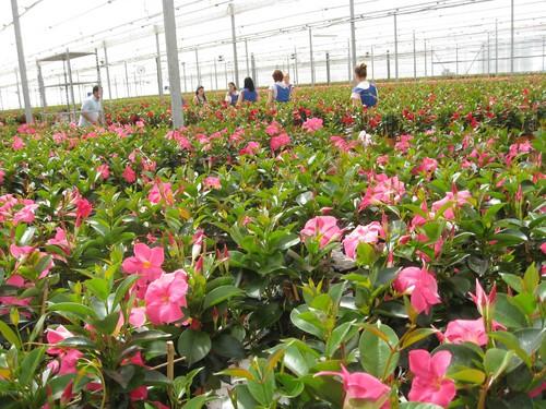 Francia compra más del 45% de las plantas vivas y flores exportadas por Almería en el primer trimestre del año