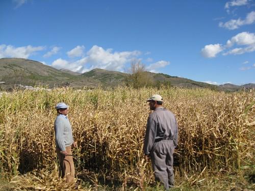 La cosecha de cereal en Los Vélez podría reducirse hasta en un 80% a causa de la sequía