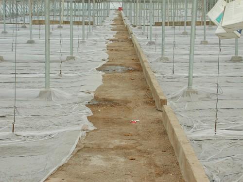 Cajamar destina más de 250 millones de euros de financiación preconcecida para la agricultura intensiva