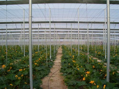 El sector se 'planta' ante la negativa de algunas CC. AA. a subvencionar la contratación de seguros agrarios
