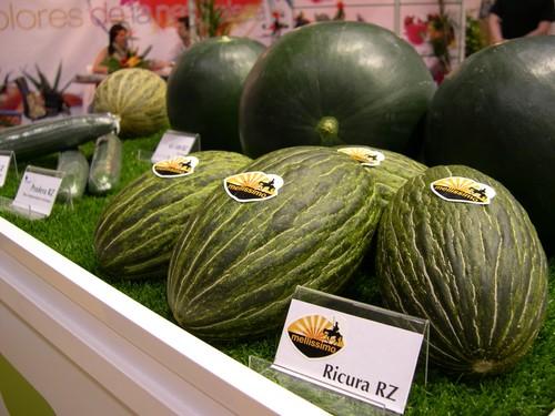 Rijk Zwaan vuelve a celebrar en julio sus Jornadas Internacionales de Melón