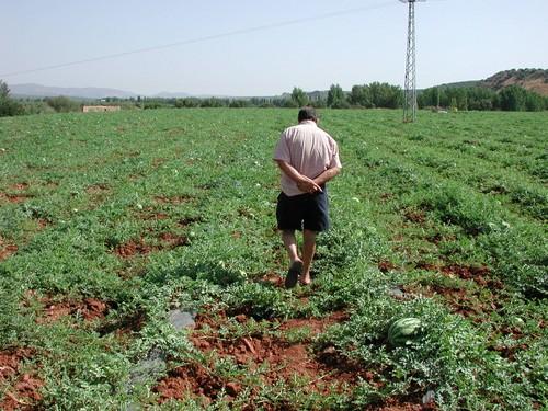 Los productores de sandía del Levante almeriense vuelven a iniciar la campaña con bajos precios