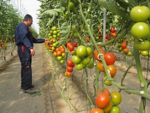 Almería tiene 44.592 trabajadores del Régimen Agrario en la Seguridad Social, 2.650 más que hace un año