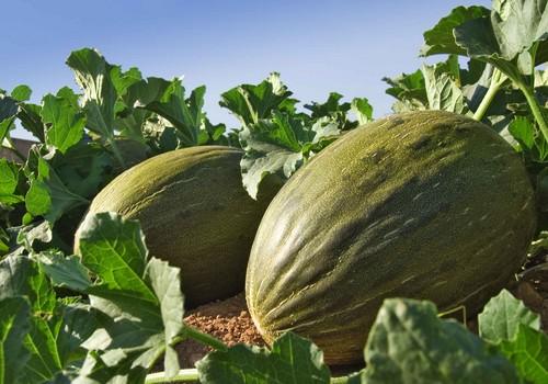 Syngenta participa en la obtención del genoma del melón
