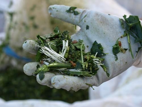 Diseñan una máquina que reduce hasta un 60% el volumen de los residuos vegetales