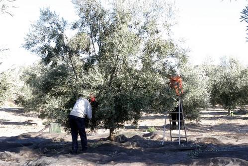 La Junta anticipará el pago de casi 700 millones de ayudas de la PAC