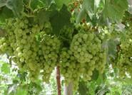Agricultores de ASAJA prevén una excelente cosecha vitivinícola