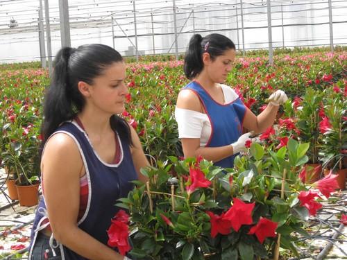 El valor de las exportaciones almerienses de plantas ornamentales y flores crece un 11% entre enero y junio