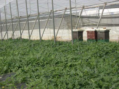 Más de 200 apicultores de la provincia solicitan ayudas por más de 440.000 euros a la Consejería de Agricultura