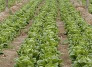 Técnicos analizan las tendencias en el cultivo de hortalizas de hoja y sandía