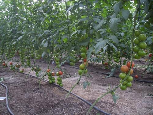 COAG afirma que Marruecos podría aplicar hasta 56 sustancias activas prohibidas en la UE a sus tomates