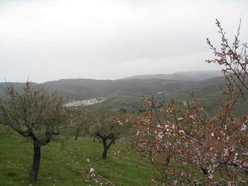 El valor de la exportación de almendra desde Almería se incrementa un 36% entre enero y julio de este año