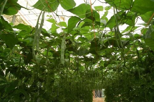 La importante reducción de la producción marroquí favorece las cotizaciones de tomate y judía