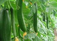 El pepino tipo Almería cerró octubre con un precio tres veces más barato que hace un año