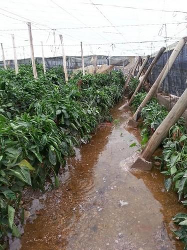 La incesante lluvia eleva la lámina de agua de la Balsa del Sapo y empiezan a contabilizarse ya daños en fincas
