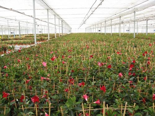 El valor de las exportaciones de plantas ornamentales y flores crece un 11% y compensa el descenso de ventas