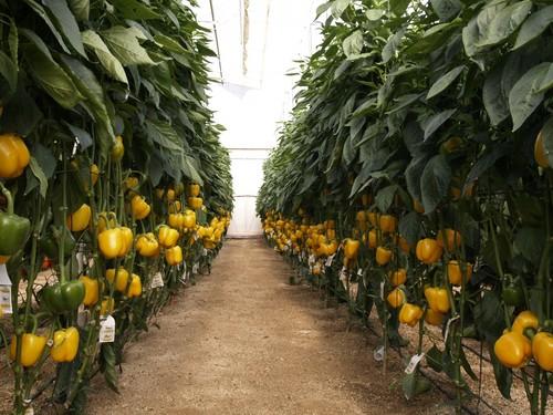 Tomate y pimiento California amarillo son los únicos productos que no repuntan sus precios