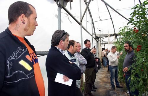 Syngenta presenta en campo sus novedades en tomate: variedades como Angelle, Bubu o Dumas, sus nuevos portainjertos y el nematicida Nemathorin 150 EC