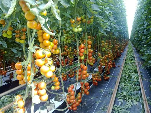 Marruecos vuelve a incumplir los precios de entrada del tomate en la UE marcando mínimos históricos