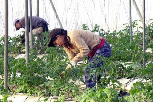 Almería establece un récord de trabajadores del sector agrario afiliados a la Seguridad Social