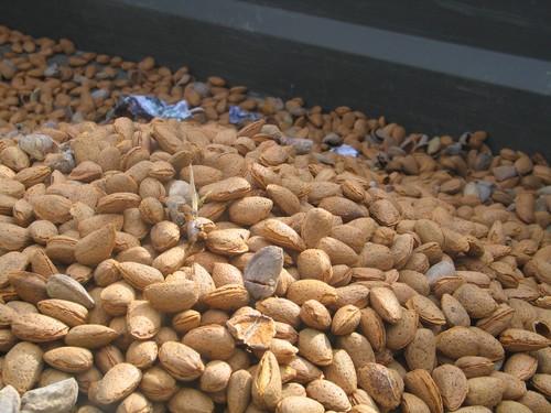El IFAPA celebra este martes una jornada técnica sobre el cultivo del almendro y el pistachero en el Alto Almanzora