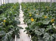 Planas aboga por una PAC que garantice la renta de los agricultores y mejore la competitividad de las explotaciones